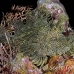 rhinopias_lacy_crci_mb_h_0342_png3275.jpg